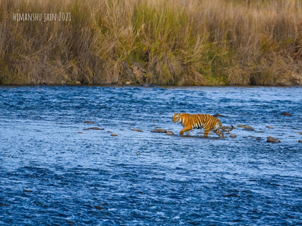 Tiger crossing river
