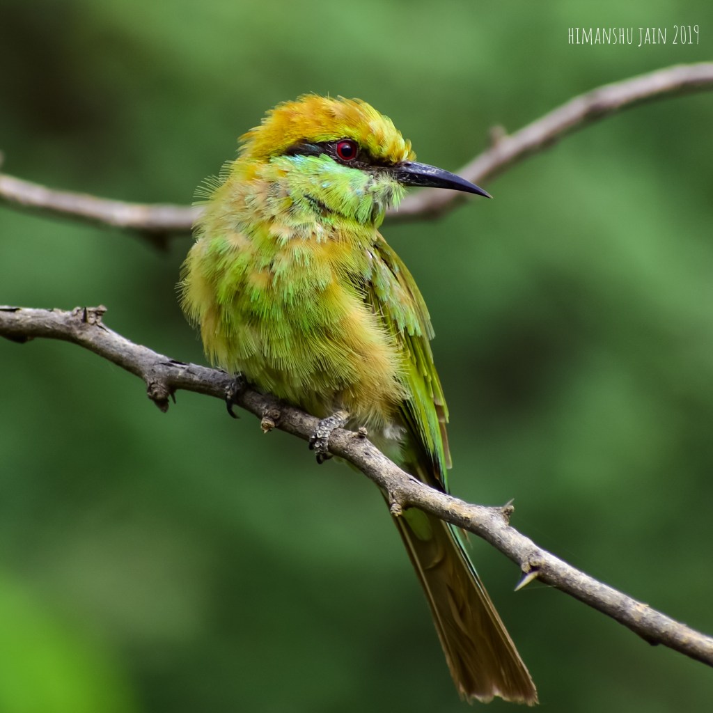 Green Bee eater